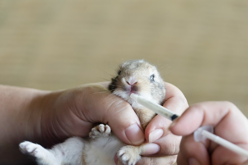 미국, “의약품 허가받을때 동물시험 안해도 된다”